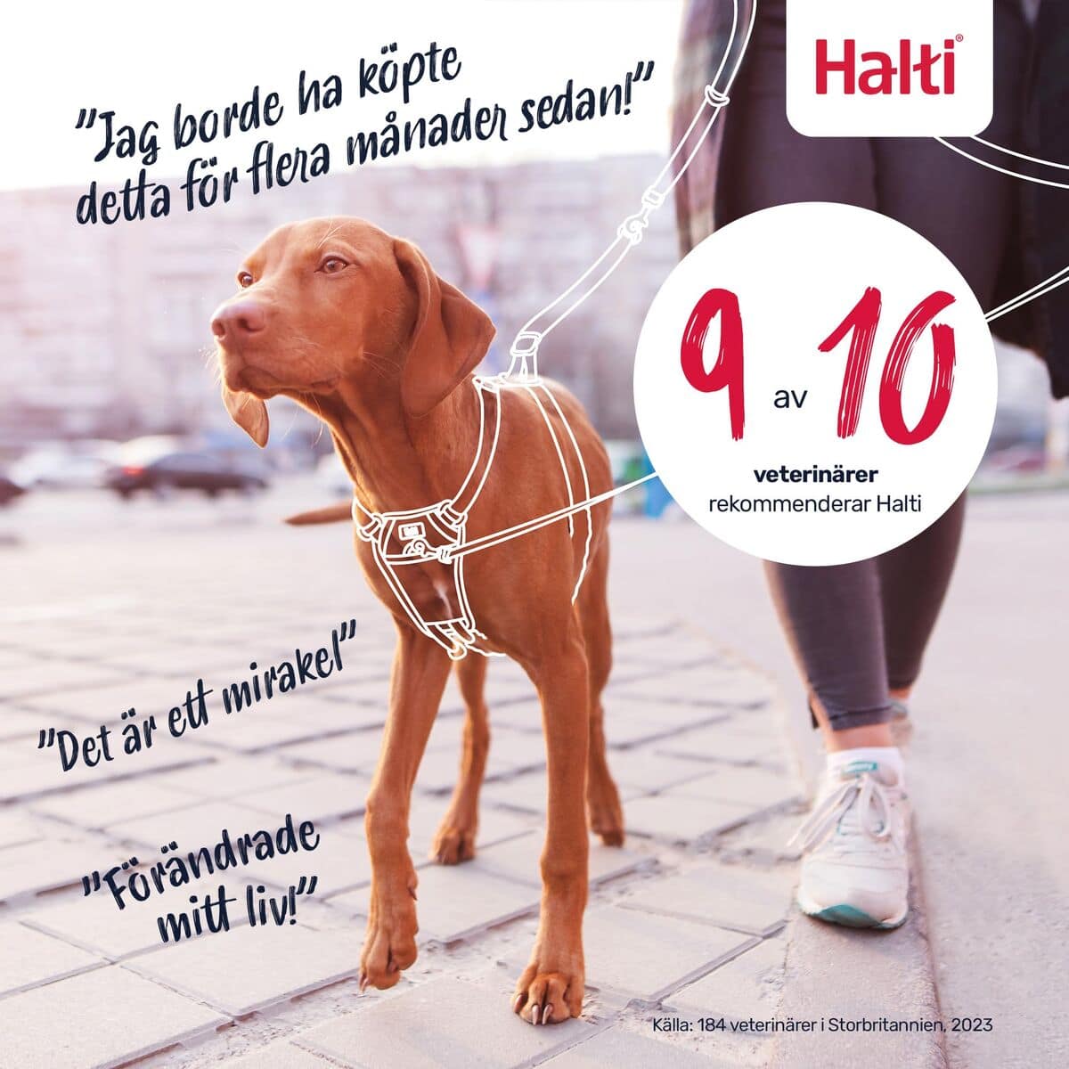 Arnés para Perro Company of Animals Blue 20 6 S6105354_5