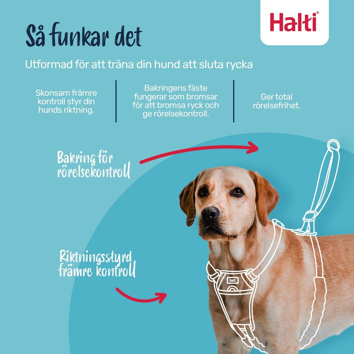 Arnés para Perro Company of Animals COBALT Azul L 2 S6105364_1