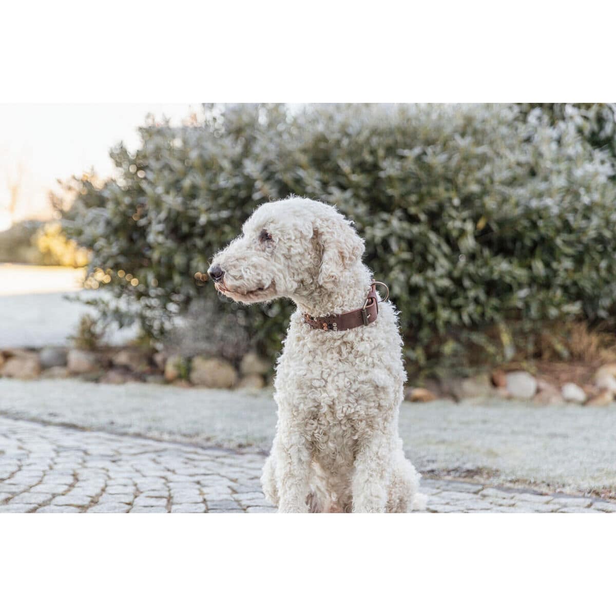 Collar para Perro Trixie Rustic Marrón oscuro S-M 11 M0609117_10